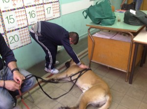 animali7