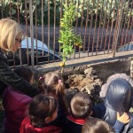festa-alberi_3204-2014