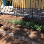 frutta-nelle-scuole-orto_2015