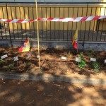 frutta-nelle-scuole-orto_2015_2